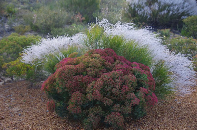 Australia12-150_tifj.jpg - Smoke bush (hinten)