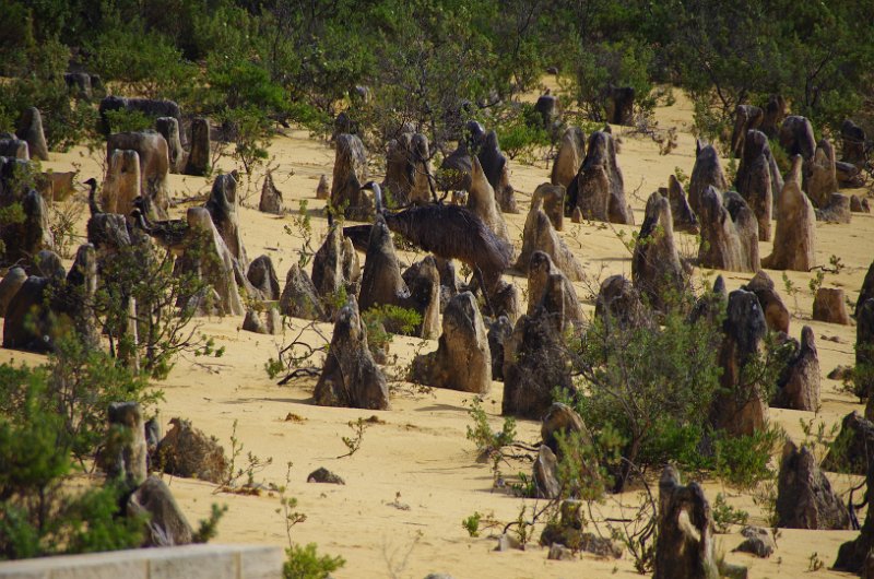 Australia12-168_tifj.jpg - Emu's in den Pinnacles