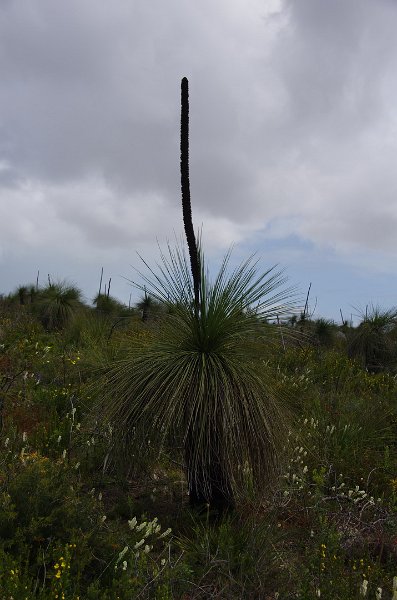 Australia12-172_tifj.jpg - Grass tree