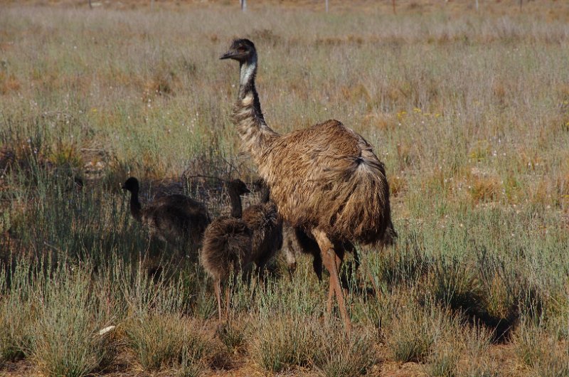 Australia12-197_tifj.jpg - Emu Familie