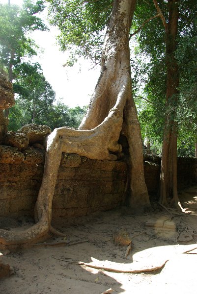 IMGP7004.JPG - Ta Phrom - die meisten Tempelanlagen waren Jahrhunderte vergessen und von Dschungel überwuchert wie hier.