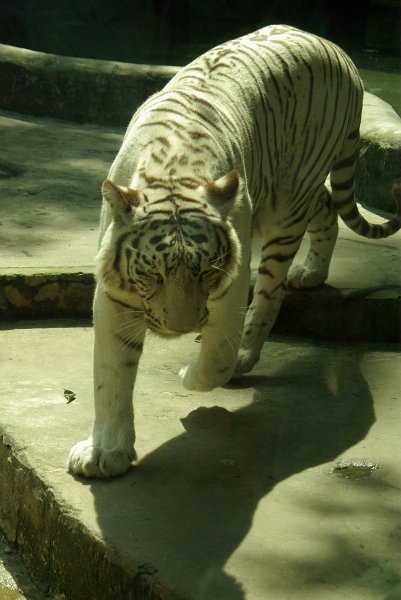 IMGP8488.JPG - Weisser Tiger