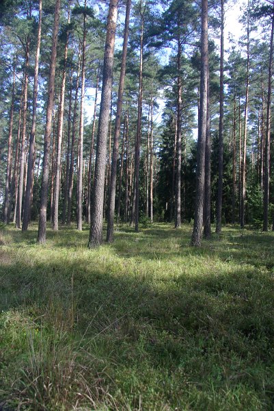 Polen_10-005.JPG - Lichte Wälder