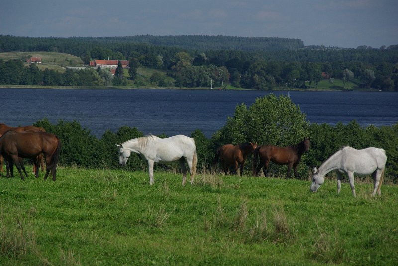 Polen_10-438.JPG - Ein Traum einer Pferdeweide - am Talty See