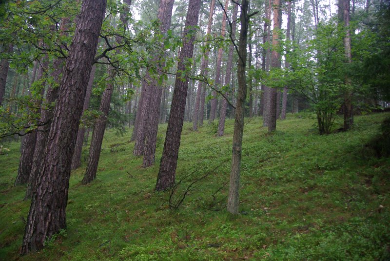 Polen_10-584.JPG - Herrliche Wälder