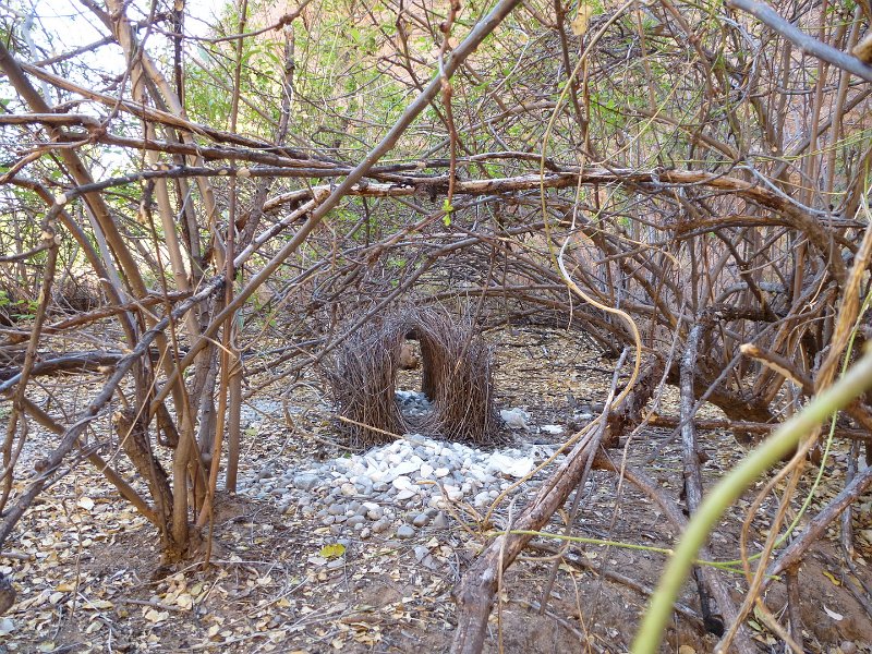 Australia12-052_tifj.jpg - Nest eines Graulaubenvogels