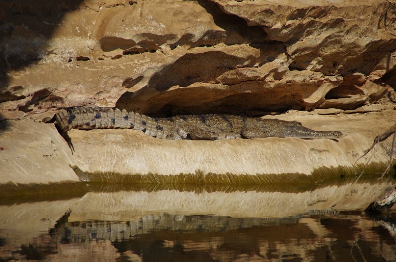 Australia12-093_tifj.jpg - Sonnenbad eines "Freshies" (Süsswasser- oder Johnstonkrokodil)