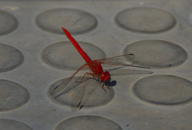 Australia12-096_tifj.jpg - Libelle - Dragonfly