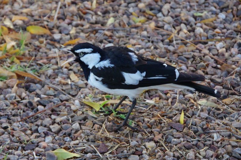 Australia12-109_tifj.jpg - Australian Magpie (Elster)