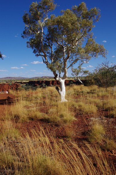 Australia12-118_tifj.jpg - Ghost Gum Tree in Karijini