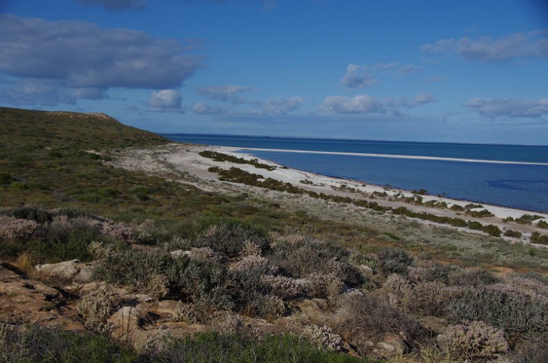 Australia12-142_tifj.jpg - Hamelin Pool