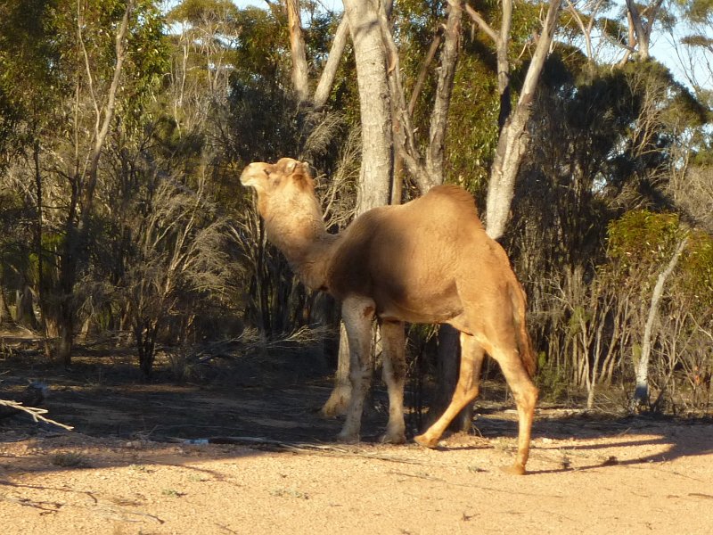 Australia12-193_tifj.jpg - Freilaufender Dromedar anfangs der Nullarbor Strecke