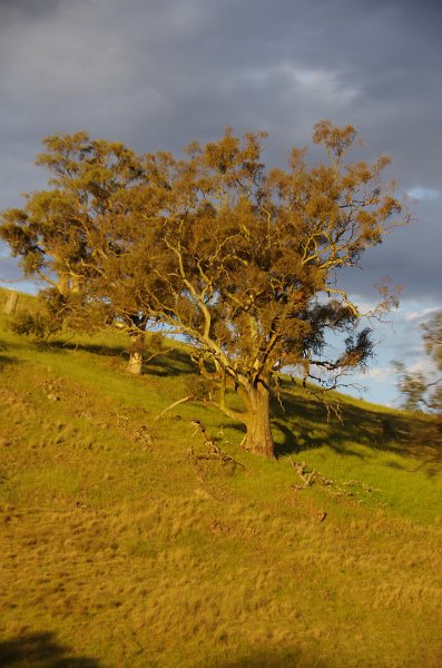 Australia12-218_tifj.jpg - Abendlicht im Finders Range zwischen Port Augusta und Wilmington