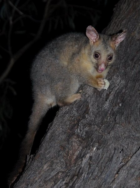 Australia12-219_tifj.jpg - Opossum