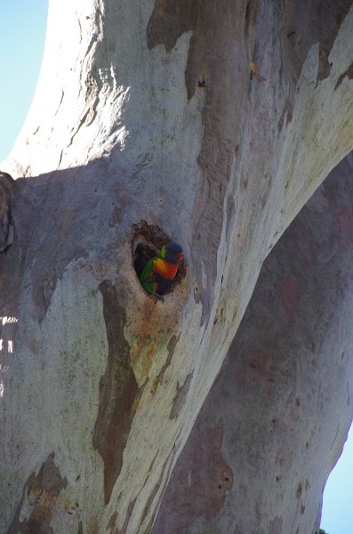 Australia12-222_tifj.jpg - Rainbow Lorikeet im Belair Nationalpark östlich von Adelaide