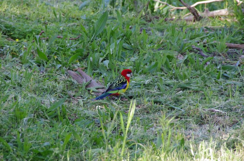 Australia12-223_tifj.jpg - Eastern Rosella