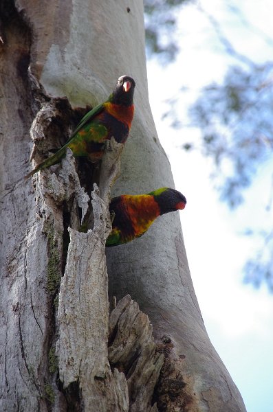 Australia12-224_tifj.jpg - Rainbow Lorikeets