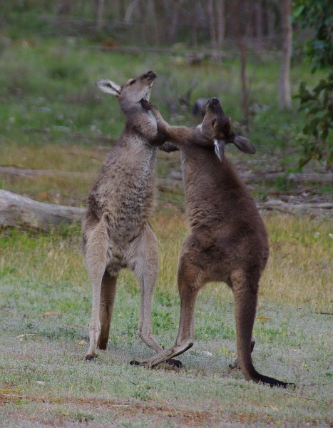 Australia12-229_tifj.jpg - Kampf auf dem Naracoorte Caves Campground