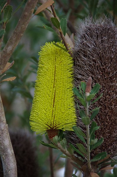 Australia12-232_tifj.jpg - Akazienblüte