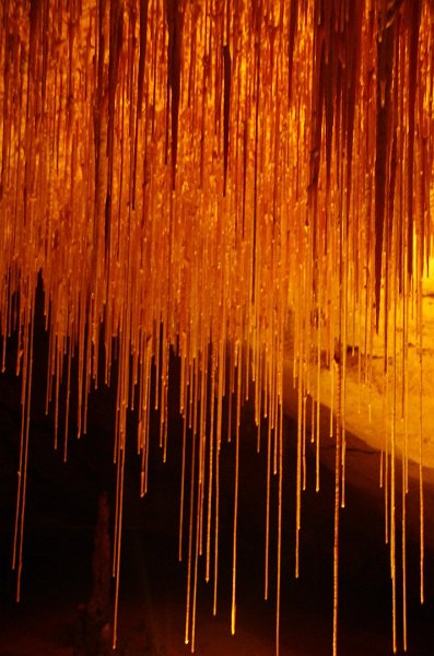 Australia12-233_tifj.jpg - Naracoorte Caves