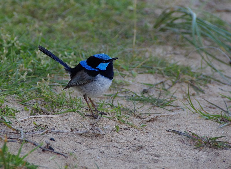 Australia12-236_tifj.jpg - Superb Fairywren