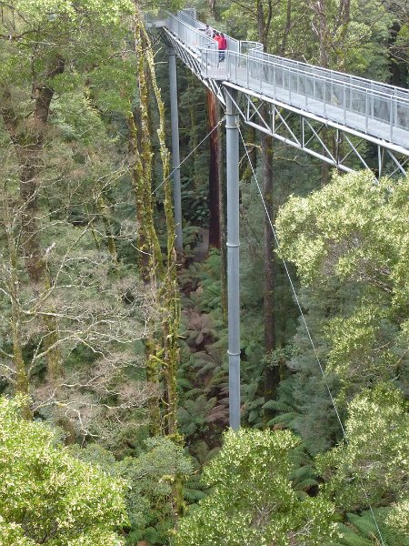 Australia12-242_tifj.jpg - Tree Top Walk im Otway Nationalpark - die Steg sind bis 48 über Boden in einem Regenwald