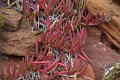 Australia12-159_tifj