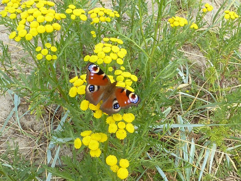 Baltikum-P144.JPG - Gelbe Pracht mit Schmetterling