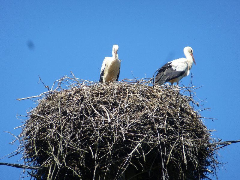 Baltikum-P338.JPG - Storchennest