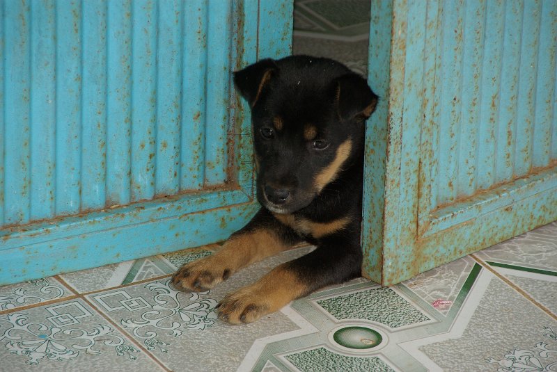 IMGP7913.JPG - Hunde sieht man nicht viele