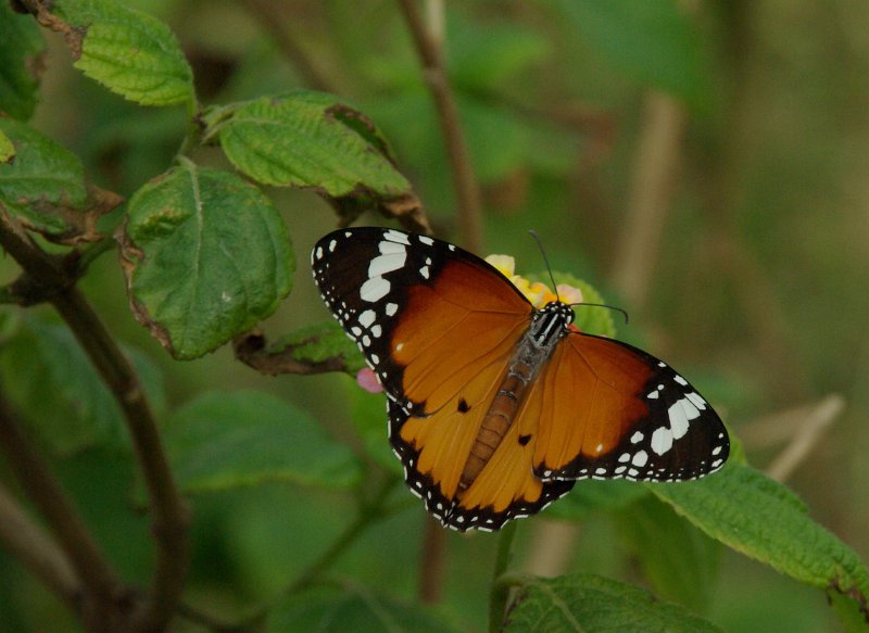 IMGP8039.JPG - ...und Fauna sind auch vilefältig