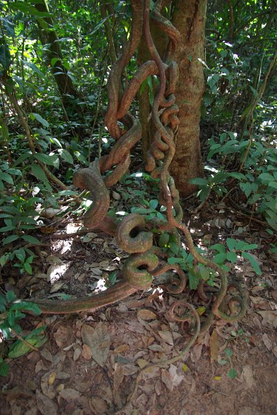 IMGP8381.JPG - Dschungel beim Cu Chi Tunnelsystem