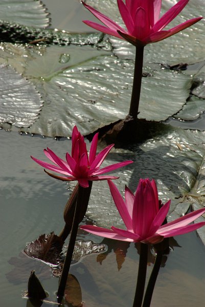 IMGP8473.JPG - Botanischer Garten im Zoo von HCMC