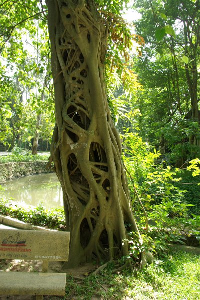 IMGP8502.JPG - Noch mehr botanische Besonderheiten