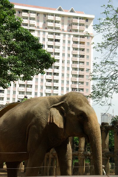 IMGP8510.JPG - Der Zoo ist mitten in der Stadt