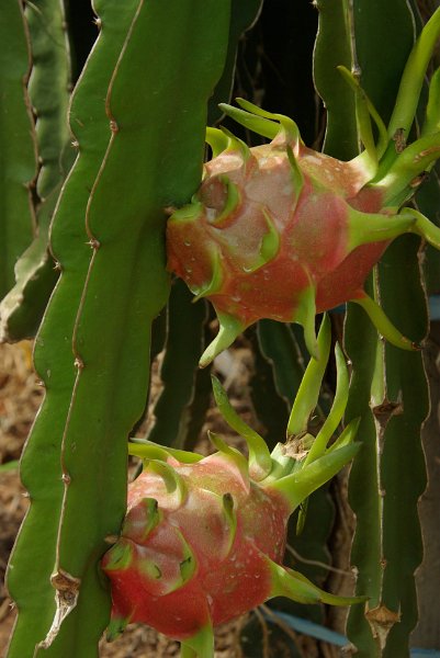 IMGP8574.JPG - Drachenfrucht