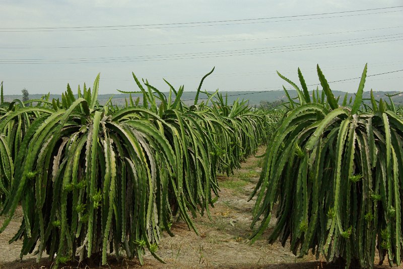 IMGP8582.JPG - Drachenfruchtplantage