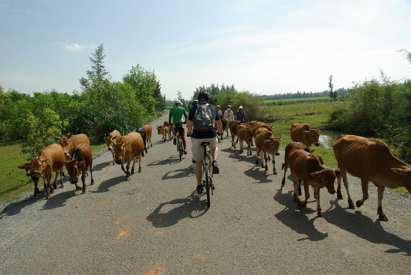 IMGP7927.JPG - Die Rinder verhalten sich nicht anders als Velo- und Motorradfahrer: mal links, mal rechts.