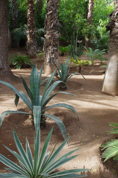 Mar-sel_002.JPG - ... der historische Garten von Marrakesch