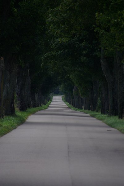 Polen_10-314.JPG - Wieder eine schöne Allee