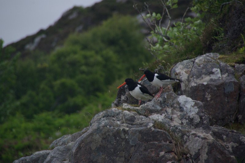 IMGP5889.JPG - Oystercatchers