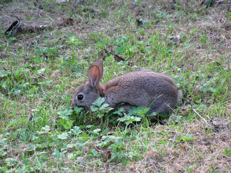 IMG_0625.jpg - Rabbits in a park in Inverness