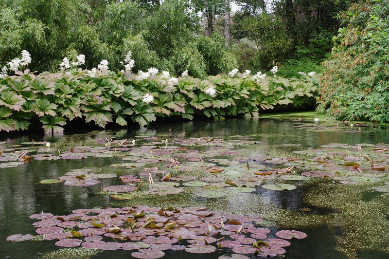 IMGP0117.JPG - Invereve Gardens