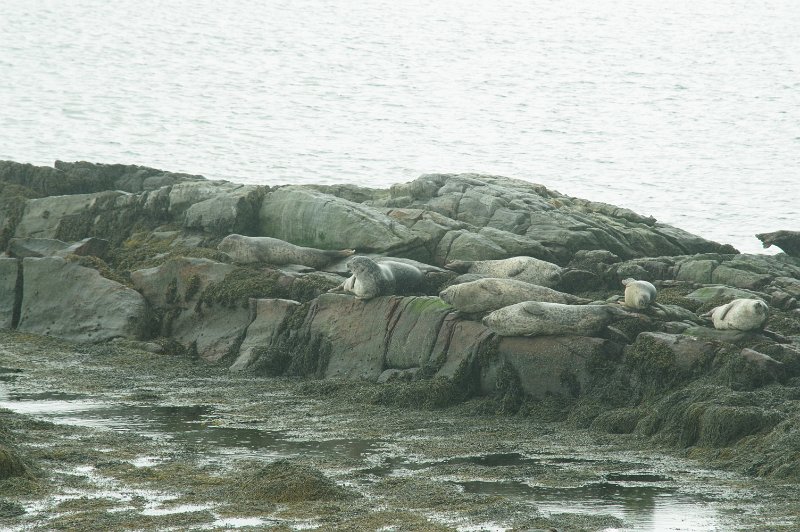 IMGP0472.JPG - Seals (Berneray)