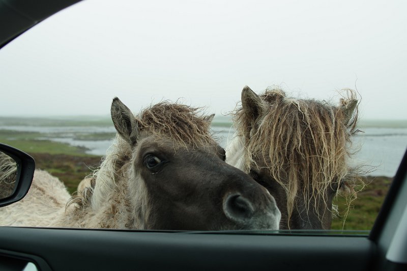 IMGP0643.JPG - Eriskay Ponys sind nicht scheu (Loch Druidibeag - South Uist)