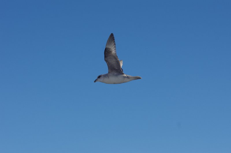 IMGP8399.jpg - Möwe