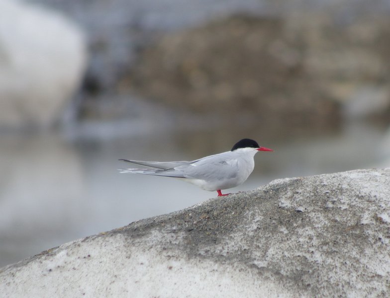 IMGP8460.jpg - Küstenseeschwalbe - sie fliegen zwischen Arktis und Antarktis hin und her