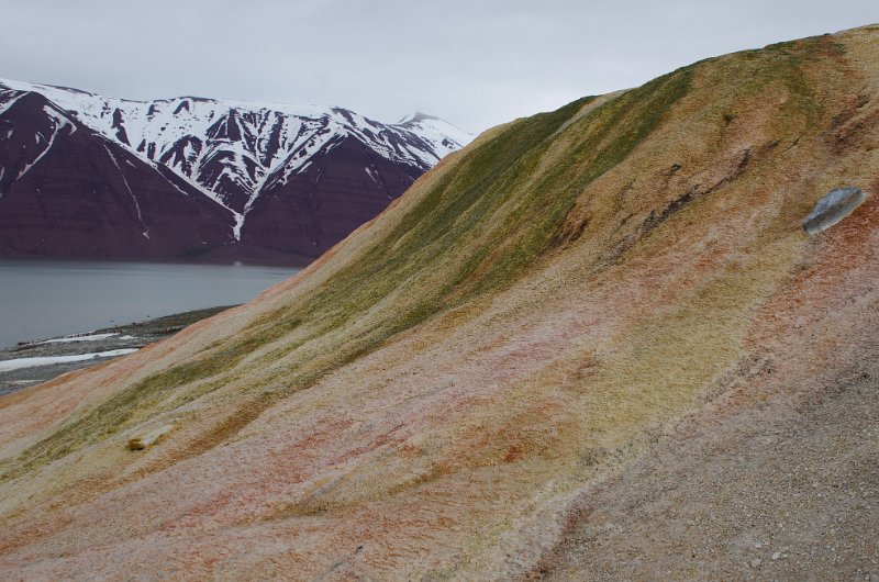 IMGP8886.jpg - Bockfjord - Farbenspiel von Algen und Mineralien