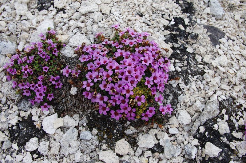 IMGP8890.jpg - Roter Steinbrech