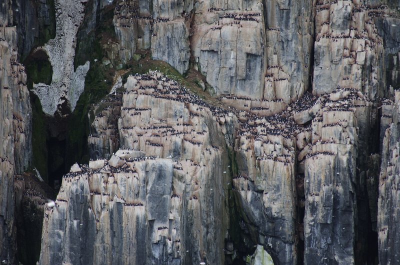 IMGP9145.jpg - Dickschnabellummen beim Brüten auf den Alkefjellet Vogelklippen